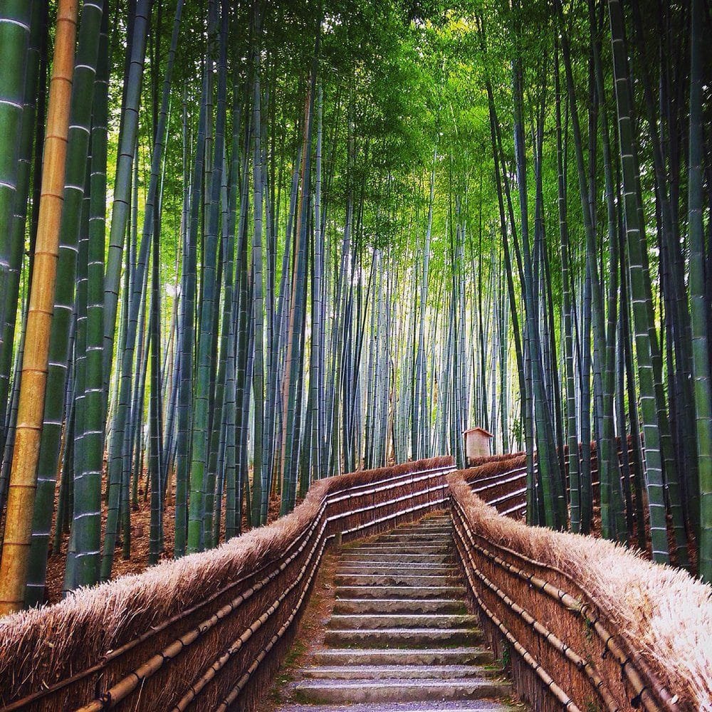 Coaching de vie privée ou pro, avec Franck Cohendet ⋅ Accompagnements, Programmes et Formations - https://potentielillimite.net - Photo : Forêt de bambous à Harashiyama, Japon.